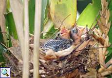 Junge Silberschnabeltangaren im Nest (Silver-beaked Tanager, Ramphocelus carbo venezuelensis)