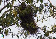 Nest des Rotstirn-Bündelnisters (Rufous-fronted Thornbird, Phacellodomus rufifrons inornatus)