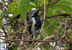 Männlicher Braunrücken-Ameisenfänger (Northern White-fringed Antwren, Formicivora grisea)