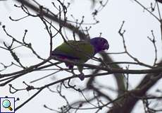 Schwarzohrpapagei (Blue-headed Parrot, Pionus menstruus)