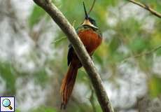 Rotschwanz-Glanzvogel, Männchen (Rufous-tailed Jacamar, male, Galbula ruficauda)