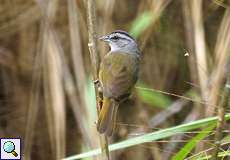 Dickichtammer (Black-striped Sparrow, Arremonops conirostris)