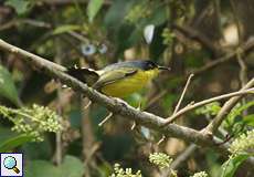 Graugelb-Todityrann (Common Tody-Flycatcher, Todirostrum cinereum cinereum)