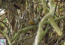 Rotbrust-Zaunkönig (Rufous-breasted Wren, Pheugopedius rutilus rutilus)