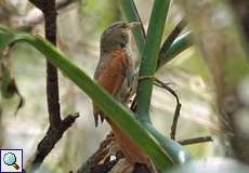 Strichelscheitel-Baumschlüpfer (Crested Spinetail, Cranioleuca subcristata subcristata)