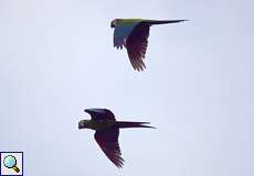 Rotbugara (Chestnut-fronted Macaw, Ara severus)