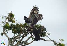 Hornwehrvögel (Horned Screamer, Anhima cornuta)