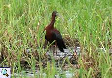 Sichler (Glossy Ibis, Plegadis falcinellus)