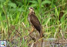 Jugendlicher Schneckenweih (Snail Kite, Rostrhamus sociabilis)