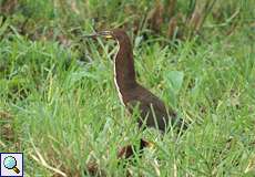 Marmorreiher (Rufescent Tiger-Heron, Tigrisoma lineatum)