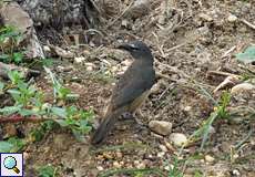 Brasilsaltator oder Grausaltator (Greyish Saltator, Saltator coerulescens brewsteri)