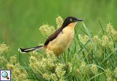 Rohrspötter oder Spötterzaunkönig (Black-capped Donacobius, Donacobius atricapillus)