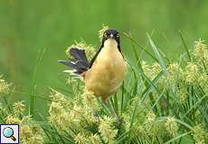 Rohrspötter oder Spötterzaunkönig (Black-capped Donacobius, Donacobius atricapilla)