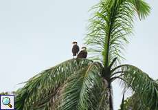 Zwei Nordkarakaras (Northern Crested Caracara, Caracara cheriway)