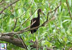 Rallenkranich (Limpkin, Aramus guarauna)