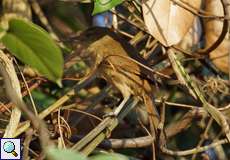Rotstirn-Bündelnister (Rufous-fronted Thornbird, Phacellodomus rufifrons inornatus)