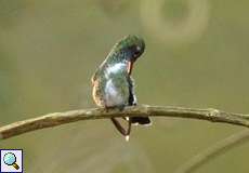 Glitzerkehlamazilie (Glittering-throated Emerald, Amazilia fimbriata)