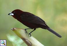 Männliche Silberschnabeltangare oder Purpurtangare (Silver-beaked Tanager, Ramphocelus carbo venezuelensis)