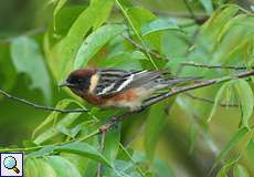 Männlicher Braunbrust-Waldsänger (Bay-breasted Warbler, Setophaga castanea)