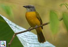 Graukopftangare (Gray-headed Tanager, Eucometis penicillata cristata)