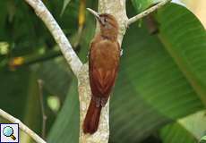 Grauwangen-Baumsteiger (Plain-brown Woodcreeper, Dendrocincla fuliginosa)