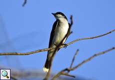 Schieferrücken-Königstyrann (Eastern Kingbird, Tyrannus tyrannus)