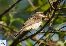 Schuppenrücken-Maskentyrann oder Fleckentyrann (Variegated Flycatcher, Empidonomus varius rufinus)