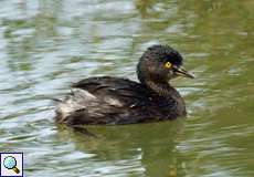 Schwarzkopf-Zwergtaucher (Least Grebe, Tachybaptus dominicus)