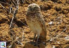 Kaninchenkauz (Burrowing Owl, Athene cunicularia)