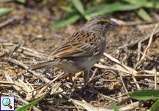 Wachtelammer (Grassland Sparrow, Ammodramus humeralis)