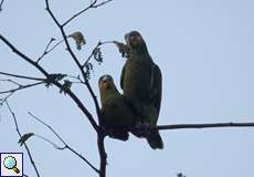 Venezuelaamazonen bei der Paarung (Orange-winged Amazon, Amazona amazonica)