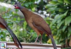 Rotschwanzguan (Rufous-vented Chachalaca, Ortalis ruficauda)