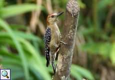 Rotkappenspecht (Red-crowned Woodpecker, Melanerpes rubricapillus)