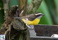 Zuckervogel (Bananaquit, Coereba flaveola)