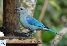 Bischofstangare (Blue-grey Tanager, Tangara episcopus)