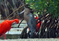 Rötelreiher (Reddish Egret, Egretta rufescens)