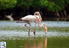 Kubaflamingos (American Flamingo, Phoenicopterus ruber)