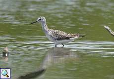 Kleiner Gelbschenkel (Lesser Yellowlegs, Tringa flavipes)