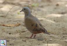 Ohrflecktaube (Eared Dove, Zenaida auriculata stenura)