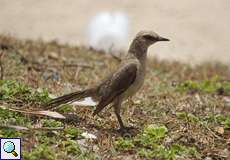 Tropenspottdrossel (Tropical Mockingbird, Mimus gilvus melanopterus)