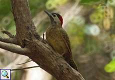 Weiblicher Tüpfelbrustspecht (Spot-breasted Woodpecker, Colaptes punctigula punctipectus)