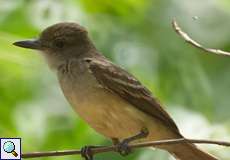 Braunschopftyrann oder Cayennetyrann (Brown-crested Flycatcher, Myiarchus tyrannulus)