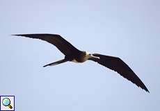 Jugendlicher Prachtfregattvogel (Magnificent Frigatebird, Fregata magnificens)