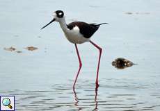 Schwarznacken-Stelzenläufer (Black-necked Stilt, Himantopus mexicanus mexicanus)