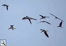 Amerikanische Scherenschnäbel (Black Skimmer, Rynchops niger)