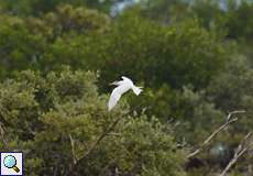 Königsseeschwalbe (Royal Tern, Thalasseus maxima)