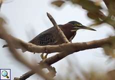 Grünreiher (Green Heron, Butorides virescens)