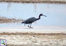 Blaureiher (Little Blue Heron, Egretta caerulea)