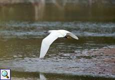 Schmuckreiher (Snowy Egret, Egretta thula)