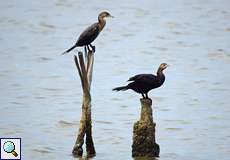 Olivenscharbe (Olivaceous Cormorant, Phalacrocorax brasilianus)